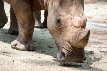 Obraz premium A closeup shot of a baby white rhinoceros or square-lipped rhino Ceratotherium simum while playing in a park in singapore
