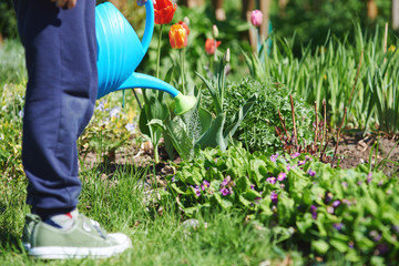 Boy with blue watering can in his hands helping to water the flowers in a countryside croft. © Artem