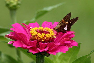 A Silver Spotted Skipper Butterfly feed on a vivid pink Zinnia flower in my garden.