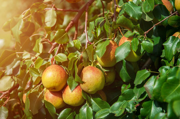 Pear tree with pears, organic natural fruits in a garden