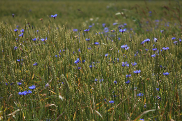 Cornflowers on cereal field as background.