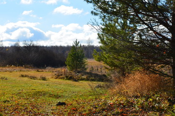 autumn in the park