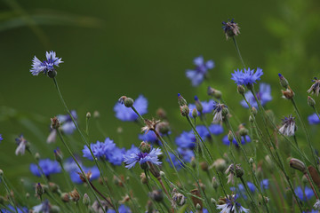 Cornflowers on meadow as background.