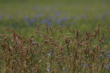 Cereal field as nature background.