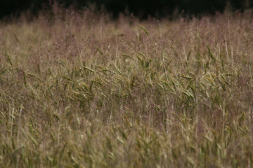 Cereal field as nature background.
