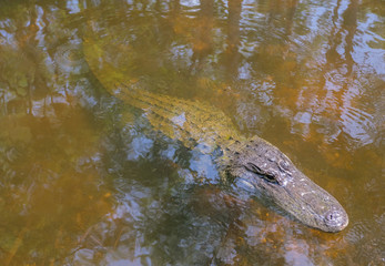 Scenic Drive Cypress National Preserve, Everglades National Park, Florida, USA - July 18, 2018: Alligator in water out in the everglade, within the Big Cypress Preserve