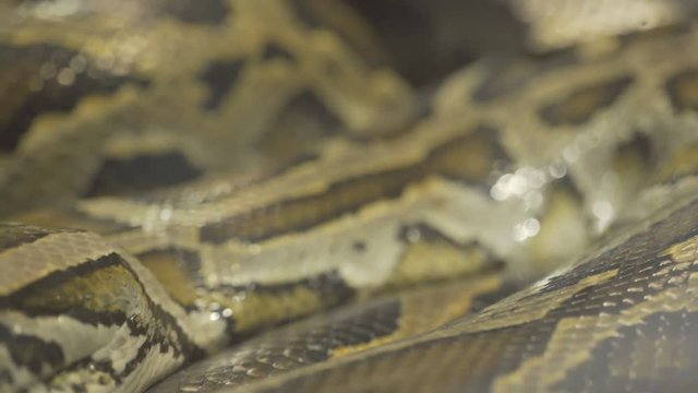 closeup,python snake