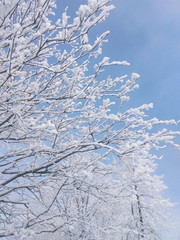 Frozen trees