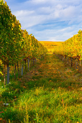 weinreben spalier im herbst