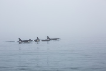 group of wild killer whale in the fog on sea 