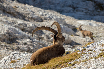 big proud alpine ibex resting