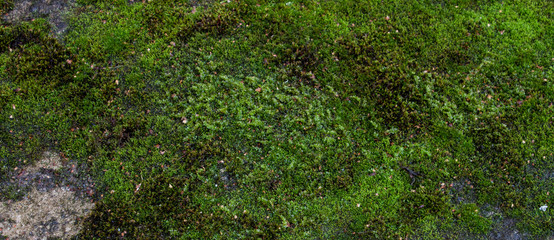 Moss green texture. Moss background. Green moss on grunge texture, background