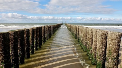 Seemöwen auf Wellenbrecher aus Holz am Meer sitzend