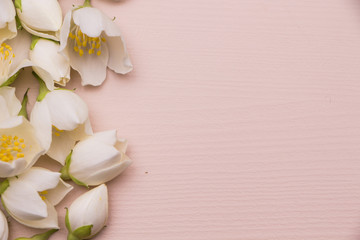 Jasmine flowers on pink wooden background. Frame. Top view