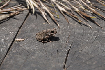 Kröte auf Holzstumpf