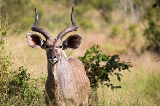 Portrait of a Kudu Looking at Camera in the Bush in Sabi Sands, South Africa