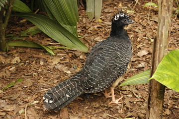 Mutum-de-penacho - Curassow