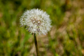 Taraxacum officinale on the green background