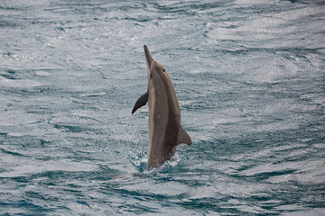 golfinho em noronha - 231718224