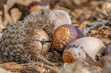 Large acorns © DGPresley