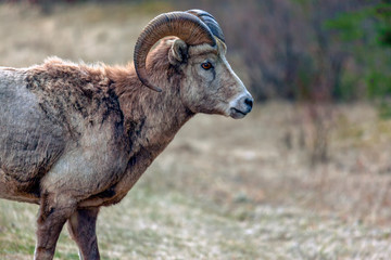 Bighorn Sheep Banff Alberta