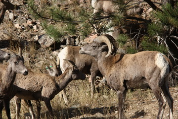 big horn sheep in Coloarado