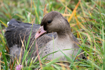 Young Greater white-fronted goose or Anser albifrons sitting on green grass