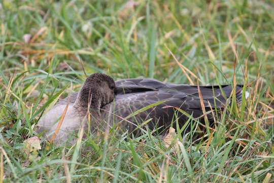 Young Greater white-fronted goose or Anser albifrons sitting on green grass