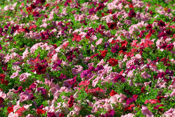 Closeup image of beautiful red, pink and white flowers.