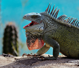 Iguana on Curacao