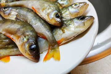 Fresh scaled fish perch lies in the plate.