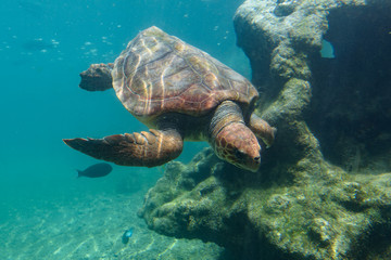 Obraz na płótnie Canvas Turtle swimming under water in the indian ocean
