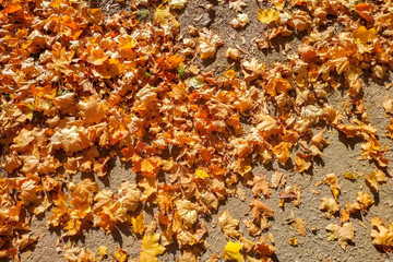 pattern of yellow autumn foliage for the background