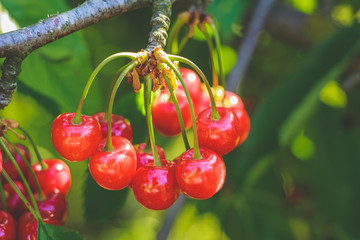 Sweet cherry on a tree branch in the garden