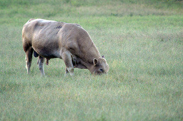 A Charolais bull grazing on the farm with bokeh effect.
