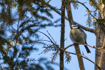 Blue tit sitting in a tree