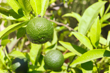 Green, unripe mandarin on a branch in natural conditions