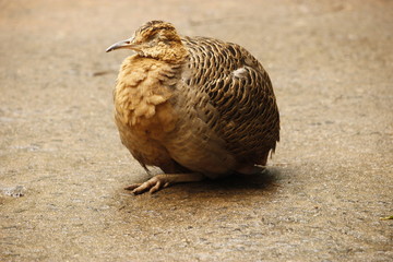 Perdiz Dorminhoca - sleeping partridge