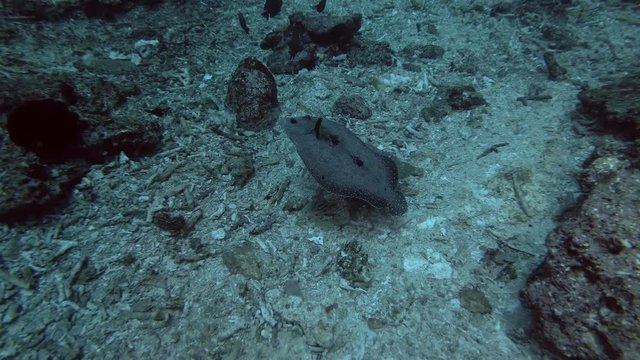 Flounder fish slowly swim over corals bottom. Leopard Flounder - Bothus pantherinus, Bali, Oceania, Indonesia