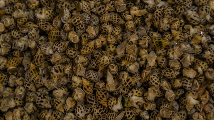 Vietnamese seafoodmarket with different fishes, oysters,crabs,sharks and many others sea creatures. Wonderful place for tourists in Vietnam who wants to buy some exotic food.The gifts of Asia ocean.