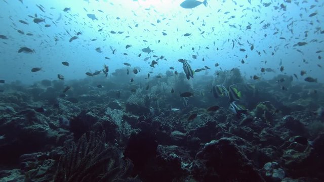 Massive school of different types tropical fish swim over coral reef - Bali, Oceania, Indonesia (backlight)