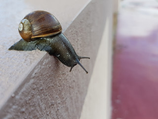 Lumaca, chiocciola