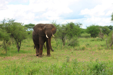 Fototapeta na wymiar アフリカゾウ