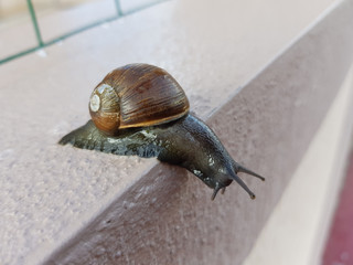 Lumaca, chiocciola