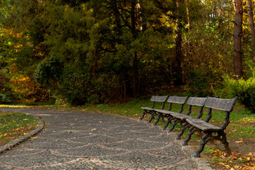 Vintage bench in autumn park