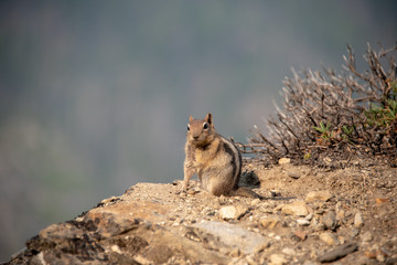 ground squirrel facing