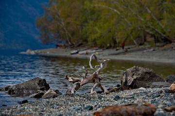 Russia. The South Of Western Siberia. Mountain Altai. Late spring on the shore of lake Teletskoye.