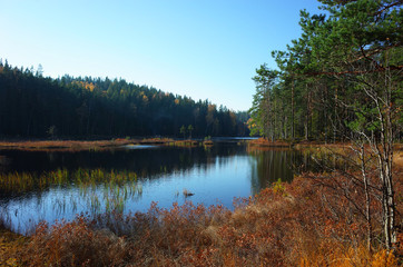 Fototapeta na wymiar Nature of Sweden in autumn, Calm lake Stora Abbortjarnen with forest reflection, Peaceful outdoor image