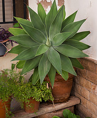 Planta suculenta en maceta