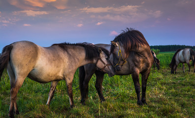 Nad Narwią © taddor